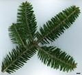 SpeciesSub: subsp. yulongxueshanensis